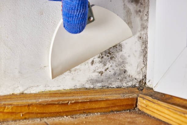  Cheyenne, WY Mold Removal Pros