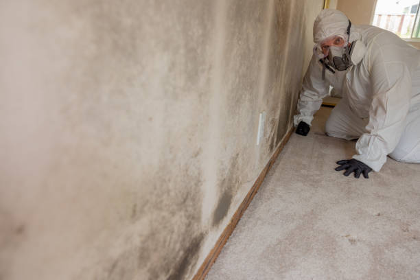 Best Post-Remediation Verification Testing  in Cheyenne, WY